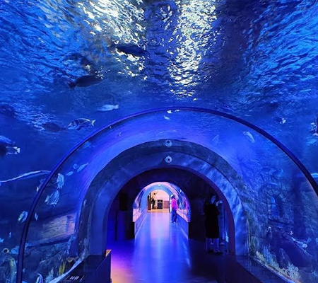 آکواریوم فانتستیک انزلی